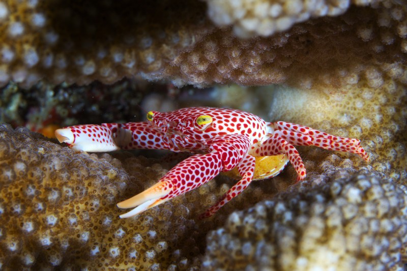 Crab Diving Weda Resort Halmahera