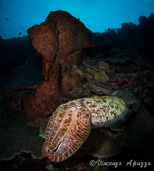 cuttlefish-weda-resort-halmahera-indonesia