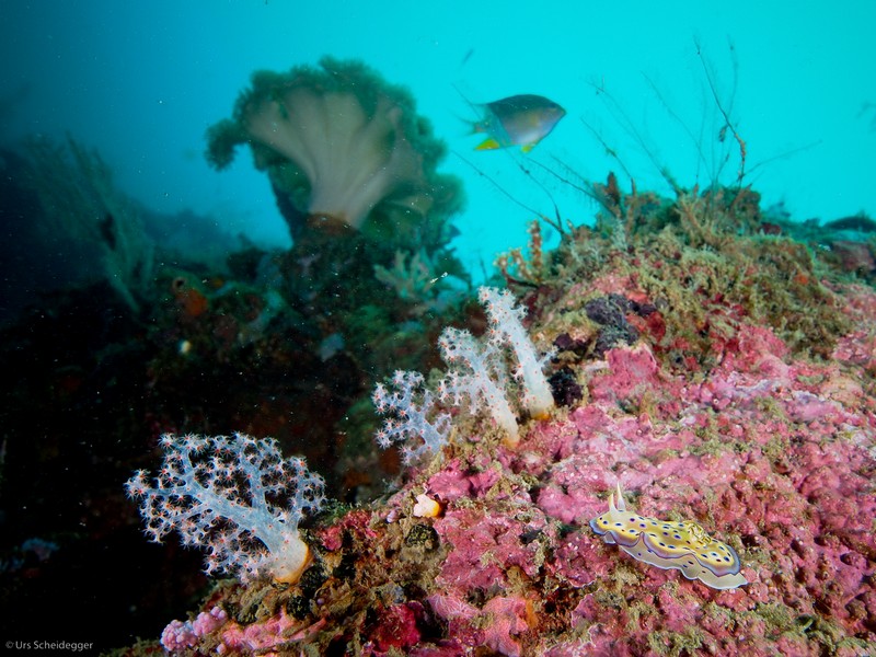 Nudibranch Diving Weda Resort Halmahera