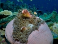 Anemone Fish Diving Weda Resort Halmahera