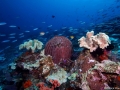 Coral Diving Weda Resort Halmahera