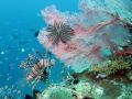 lion-fish-with-coral-weda-resort