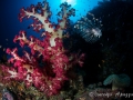 lionfish-weda-resort-halmahera-indonesia