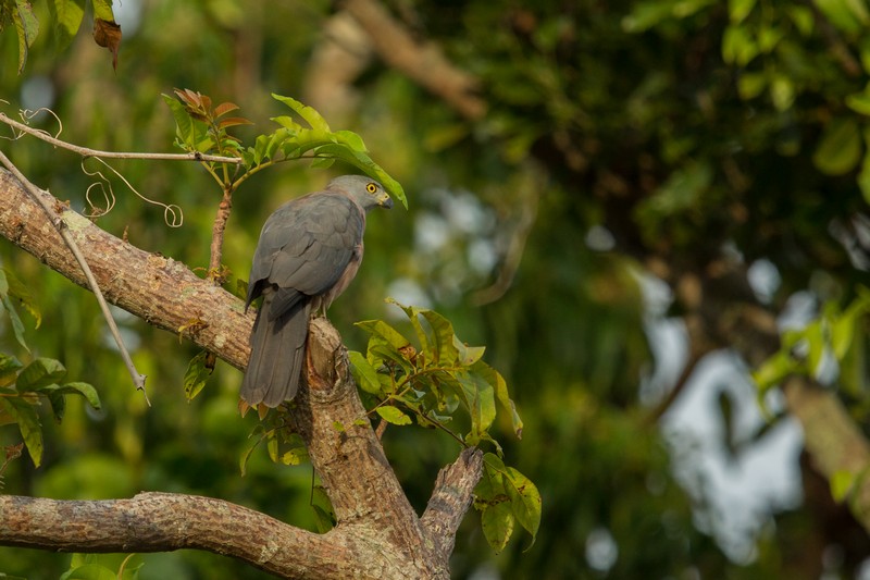 Bird Watching in Halmahera at Weda Resort