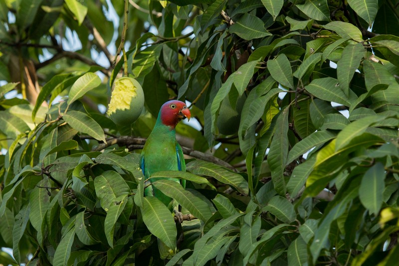 Red Cheeked Parrot in Halmahera at Weda Resort