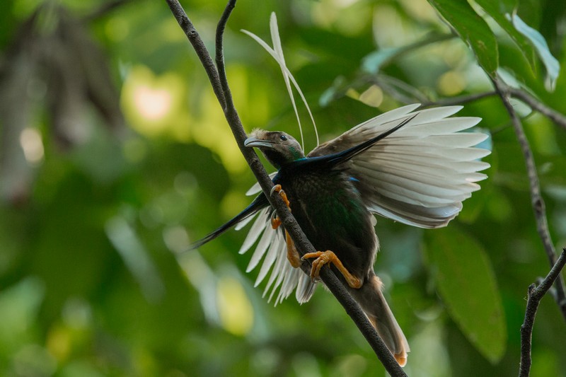 Standard Wing Bird of Paradise in Halmahera at Weda Resort