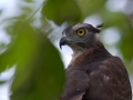 Bird Watching in Halmahera at Weda Resort