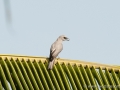 White Bellied Cuckoo Shrike in Halmahera at Weda Resort