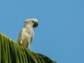 White Cockatoo in Halmahera at Weda Resort