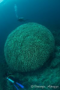 Coral dome at Weda Bay with Weda Resort